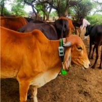 Exploring the Cows That Give A2 Milk