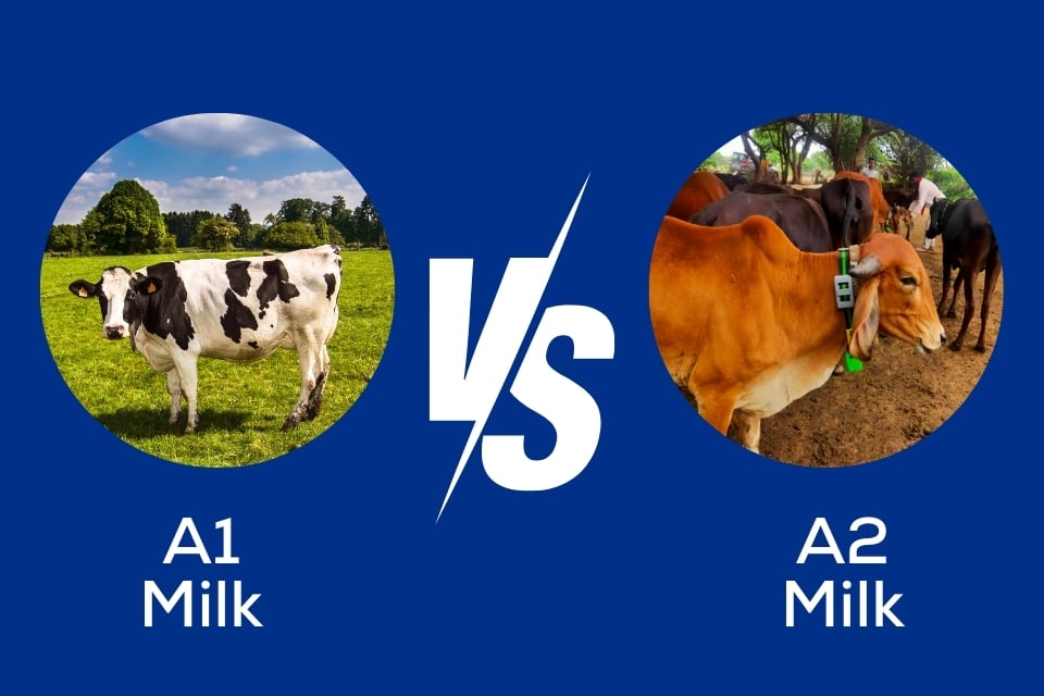 Role of A2 Milk in Ayurveda: An Ancient Story 