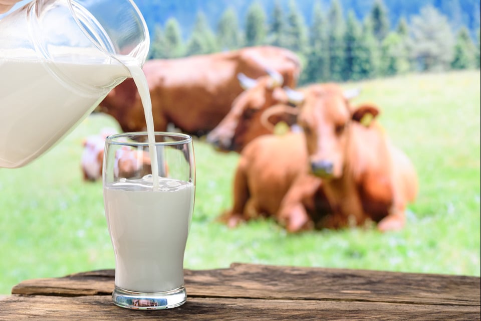A2 cow milk